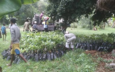 Greener Ethiopia Provides Avocado Seedlings to Qatbare Farmers Cooperative to Support Sustainable Agriculture