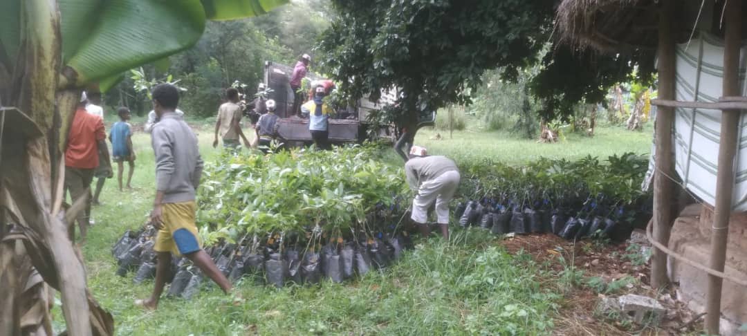 Greener Ethiopia Provides Avocado Seedlings to Qatbare Farmers Cooperative to Support Sustainable Agriculture